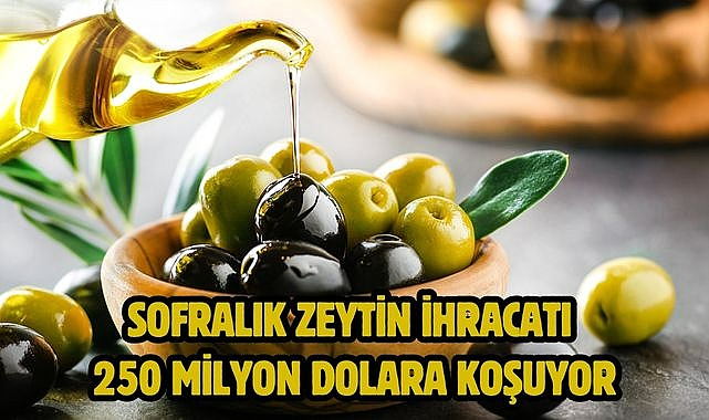 Sofralık zeytin ihracatı 250 milyon dolara koşuyor