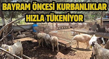 Bayram Öncesi Kurbanlıklar Hızla Tükeniyor