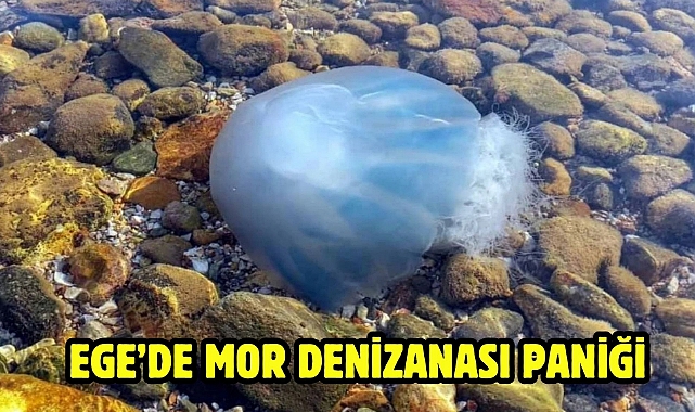 Ege'de mor denizanası paniği