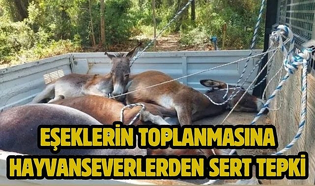 EŞEKLERİN TOPLANMASINA HAYVANSEVERLERDEN SERT TEPKİ