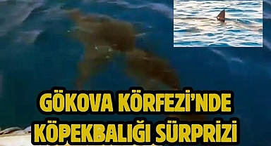 Gökova Körfezi’nde Köpekbalığı Sürprizi