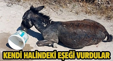 KENDİ HALİNDEKİ EŞEĞİ VURDULAR