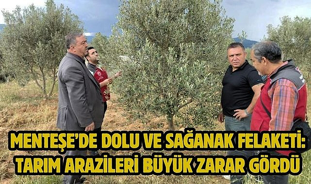 Menteşe'de Dolu ve Sağanak Felaketi: Tarım Arazileri Büyük Zarar Gördü
