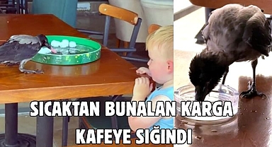 Sıcaktan bunalan karga kafeye sığındı