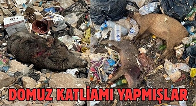 Domuz Katliamı Yapmışlar