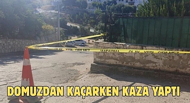 Domuzdan Kaçarken Kaza Yaptı