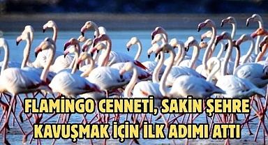 Flamingo cenneti, sakin şehre kavuşmak için ilk adımı attı
