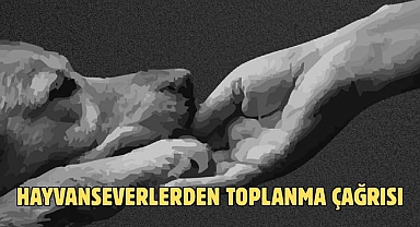 HAYVANSEVERLERDEN TOPLANMA ÇAĞRISI