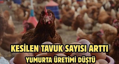 KESİLEN TAVUK SAYISI ARTTI YUMURTA ÜRETİMİ DÜŞTÜ