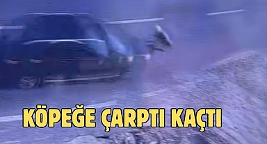 Köpeğe Çarptı Kaçtı