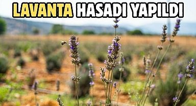 LAVANTA HASADI YAPILDI