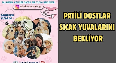 PATİLİ DOSTLAR SICAK YUVALARINI BEKLİYOR