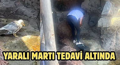 Yaralı Martı Tedavi Altında
