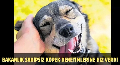 BAKANLIK SAHİPSİZ KÖPEK DENETİMLERİNE HIZ VERDİ