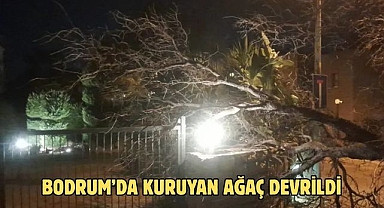 Bodrum’da Kuruyan Ağaç Devrildi