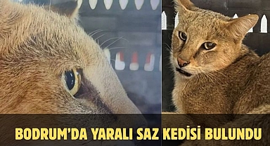 Bodrum’da Yaralı Saz Kedisi Bulundu