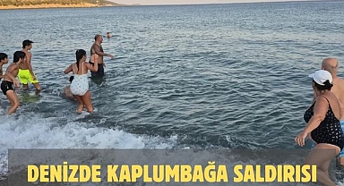Denizde Kaplumbağa Saldırısı