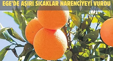 EGE’DE AŞIRI SICAKLAR NARENCİYEYİ VURDU