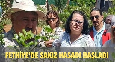 Fethiye’de sakız hasadı başladı