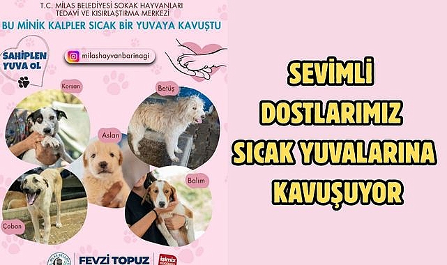 SEVİMLİ DOSTLARIMIZ SICAK YUVALARINA KAVUŞUYOR