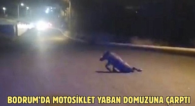 Bodrum’da Motosiklet Yaban Domuzuna Çarptı