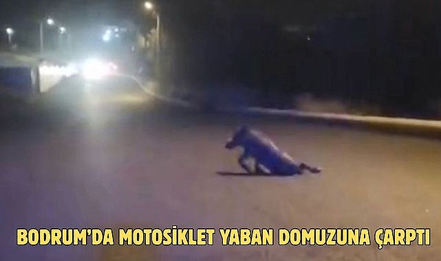 Bodrum’da Motosiklet Yaban Domuzuna Çarptı