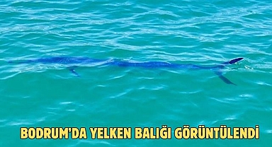 Bodrum’da Yelken Balığı Görüntülendi