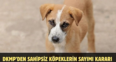 DKMP'den Sahipsiz Köpeklerin Sayımı Kararı