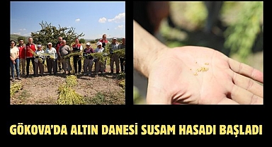 Gökova’da Altın Danesi Susam Hasadı Başladı