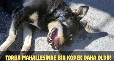 TORBA MAHALLESİNDE BİR KÖPEK DAHA ÖLDÜ! 
