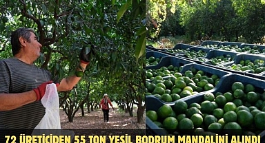 72 Üreticiden 55 Ton Yeşil Bodrum Mandalini Alındı