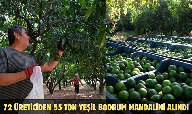 72 Üreticiden 55 Ton Yeşil Bodrum Mandalini Alındı