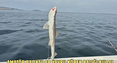 AMATÖR BALIKÇILAR YAVRU KÖPEK BALIĞI BULDU