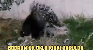 Bodrum’da Oklu Kirpi Görüldü