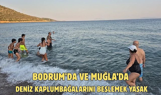 BODRUM’DA VE MUĞLA’DA DENİZ KAPLUMBAĞALARINI BESLEMEK YASAK