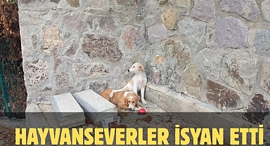 HAYVANSEVERLER İSYAN ETTİ