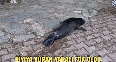 KIYIYA VURAN YARALI FOK ÖLDÜ