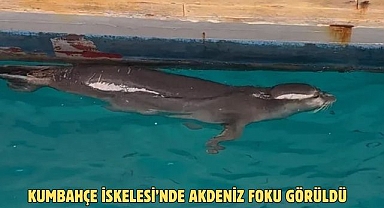 Kumbahçe İskelesi’nde Akdeniz Foku Görüldü