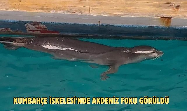 Kumbahçe İskelesi’nde Akdeniz Foku Görüldü
