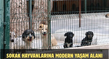 SOKAK HAYVANLARINA MODERN YAŞAM ALANI
