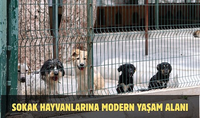 SOKAK HAYVANLARINA MODERN YAŞAM ALANI