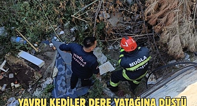 Yavru Kediler Dere Yatağına Düştü