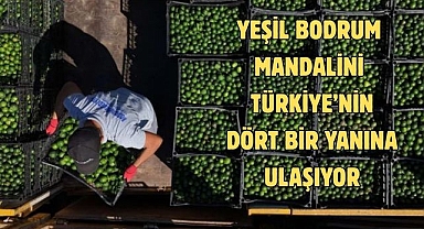YEŞİL BODRUM MANDALİNİ TÜRKİYE’NİN DÖRT BİR YANINA ULAŞIYOR
