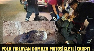 Yola fırlayan domuza motosikletli çarptı