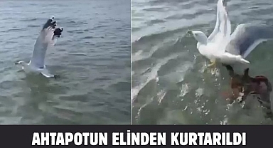 AHTAPOTUN ELİNDEN KURTARILDI