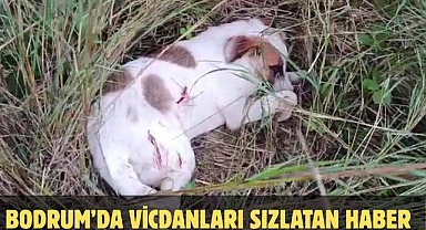 Bodrum’da Vicdanları Sızlatan Haber