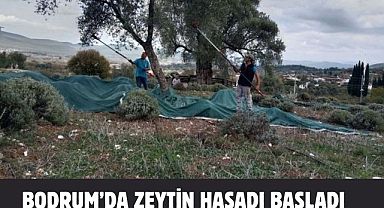 Bodrum’da Zeytin Hasadı Başladı