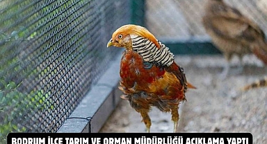 Bodrum ilçe Tarım ve Orman Müdürlüğü Açıklama Yaptı