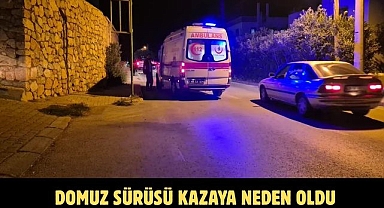 Domuz Sürüsü Kazaya Neden Oldu