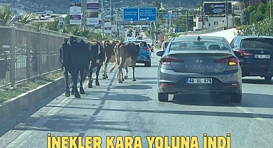 İNEKLER KARA YOLUNA İNDİ